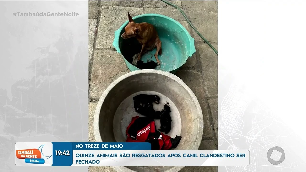 15 animais são resgatados após canil clandestino ser fechado - Tambaú da Gente Noite