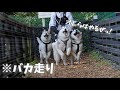 【爆笑】50mコースにハスキー3兄弟を閉じ込めたらバカ走りで鬼ごっこが始まったwww　【お泊まり会】【シベリアンハスキー】