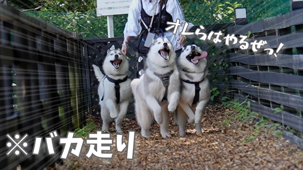Hilarious] Three husky brothers are trapped in a 50m course and a