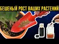 БЕСПЛАТНАЯ ПОДКОРМКА для БЕШЕНОГО РОСТА комнатных растений!