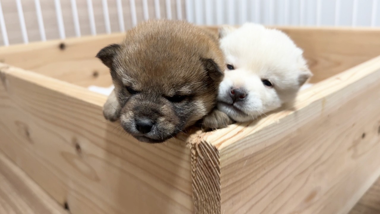 いぬズ ID4569 赤♂ shiba inu puppy red male - YouTube