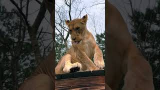 Jaguar & Lion Playing