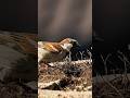 Sparrow-Grace in a grain,  a Moment of Feast. #shorts
