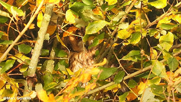 Ransuil verzorgt zich in de bosjes Viersels Gebroekt ontdekt met warmtekijker 11 nov 2025
