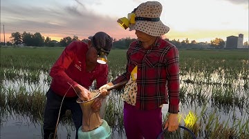 Tiếp tục cuốn câu buổi sáng cá dính liền cần thấy mê luôn Cắm câu cá lóc mùa nước nổi VXĐ# 500