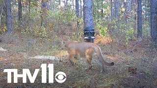 Mountain lion spotted in small Arkansas town