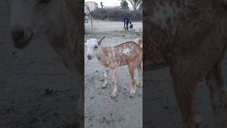 Tierd Baby Goat Rana
