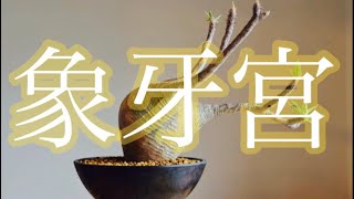 【塊根植物】開封！パキボディウム グラキリス！#パキボディウム#グラキリス