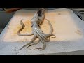 Try to make salted squid &quot;Ika no shiokara&quot;