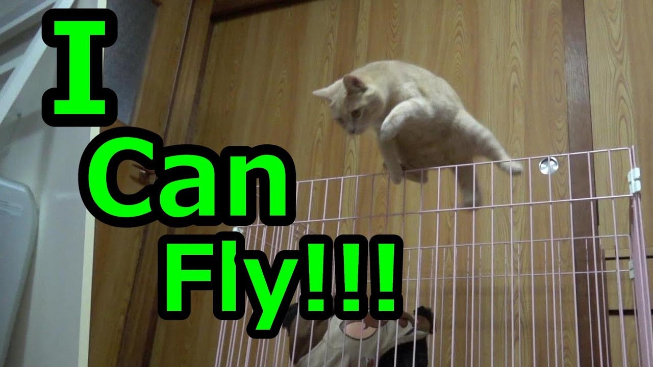 ジャンプする猫が無駄にスタイリッシュでかっこいい Youtube