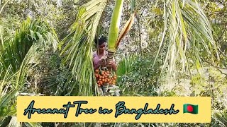 Climbing Betel Nut Tree (Arecanut) Supari Botanically Bangladesh Nature  🇧🇩