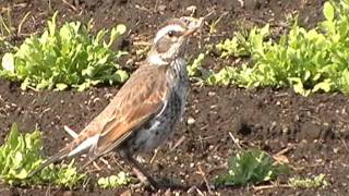 神奈川県の野鳥:相模川のツグミ(20120217-103333.mpg)