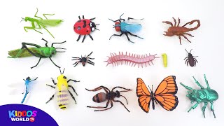 Insects and Arachnida Toys - Learn Bug Names - Insect Videos for Kids