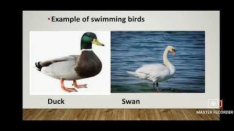 Class 3 Environmental Studies Chapter - 8 Birds