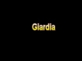 What Is The Definition Of Giardia - Medical Dictionary Free Online Terms