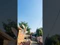 Ek shonk kabutar baaji da #birds #kabutaar #youtubeshorts #baabumaan #pigeon #viralshort videos