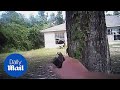 Heroic Police Save Mom And Kids From Father Holding Them Hostage - Daily Mail