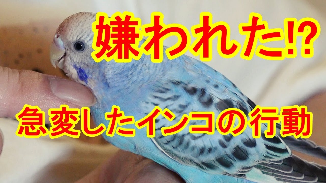 インコとの信頼関係が壊れたかも でも 少し考えてみる必要があるかもしれません Youtube