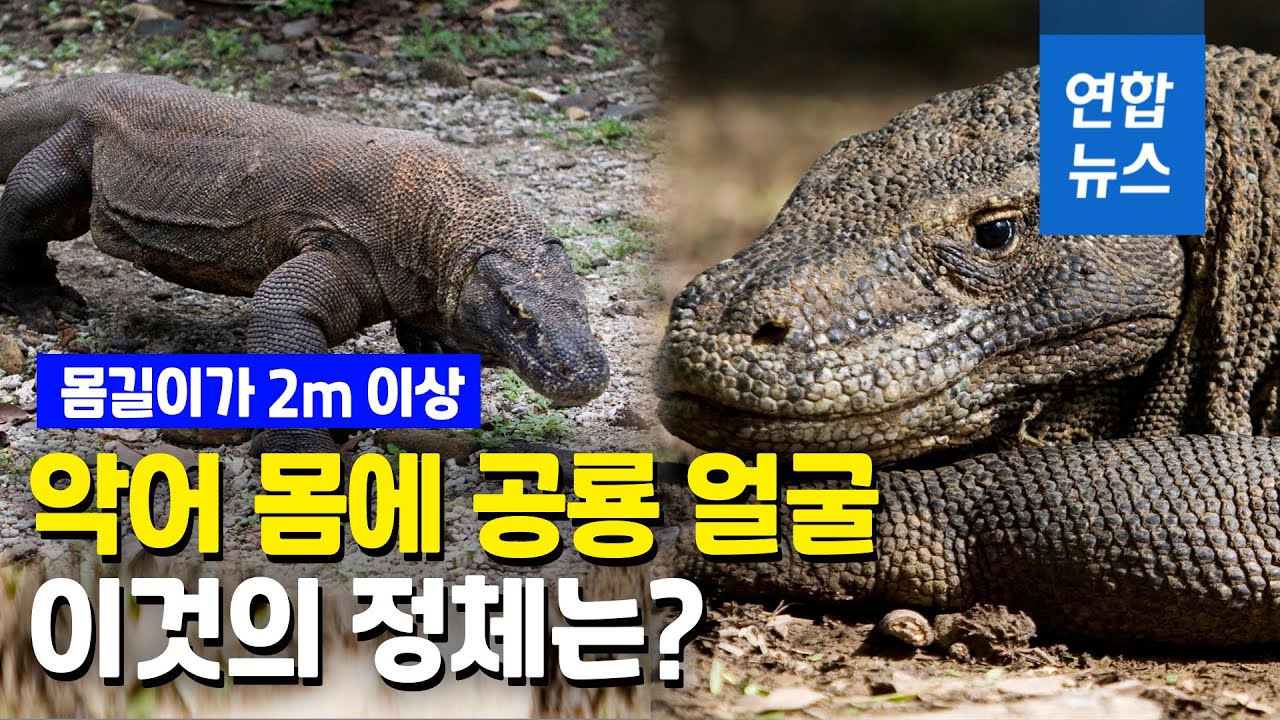 영상] 코로나로 개체수 증가한 '공룡의 후예'…발리 잇는 관광지 되나 : 네이트뉴스