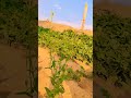 #ganv #villagelife #rajasthani #villagevlog #song #ytshorts #shortsvideo January 20, 2026
