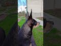 Russian toy terrier sniffs out a rival dog の動画、YouTube動画。