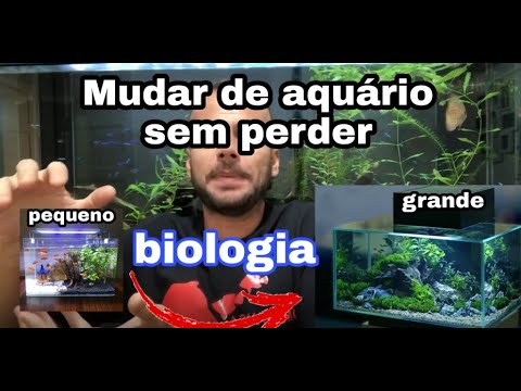 Vídeo: Como fazer a transição do seu antigo filtro de aquário para o novo