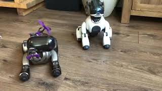 Sony Aibo ERS 7 obedience test! by Aibo Addicts 3,089 views 6 years ago 55 seconds