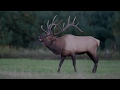 Elk Bugle Sound