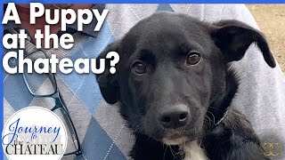 Dog Rescue! Is there a new Puppy at the Chateau? - Journey to the Château, Ep. 142