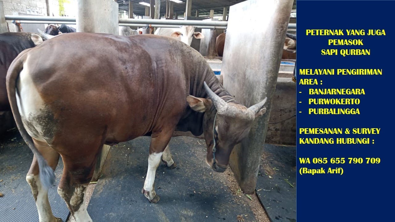 WA 085655790709 Jual Sapi Qurban Sapi Bali Karanglewas Purwokerto, Sapi