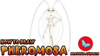 pheromosa (pokemon) drawn by ddingyong