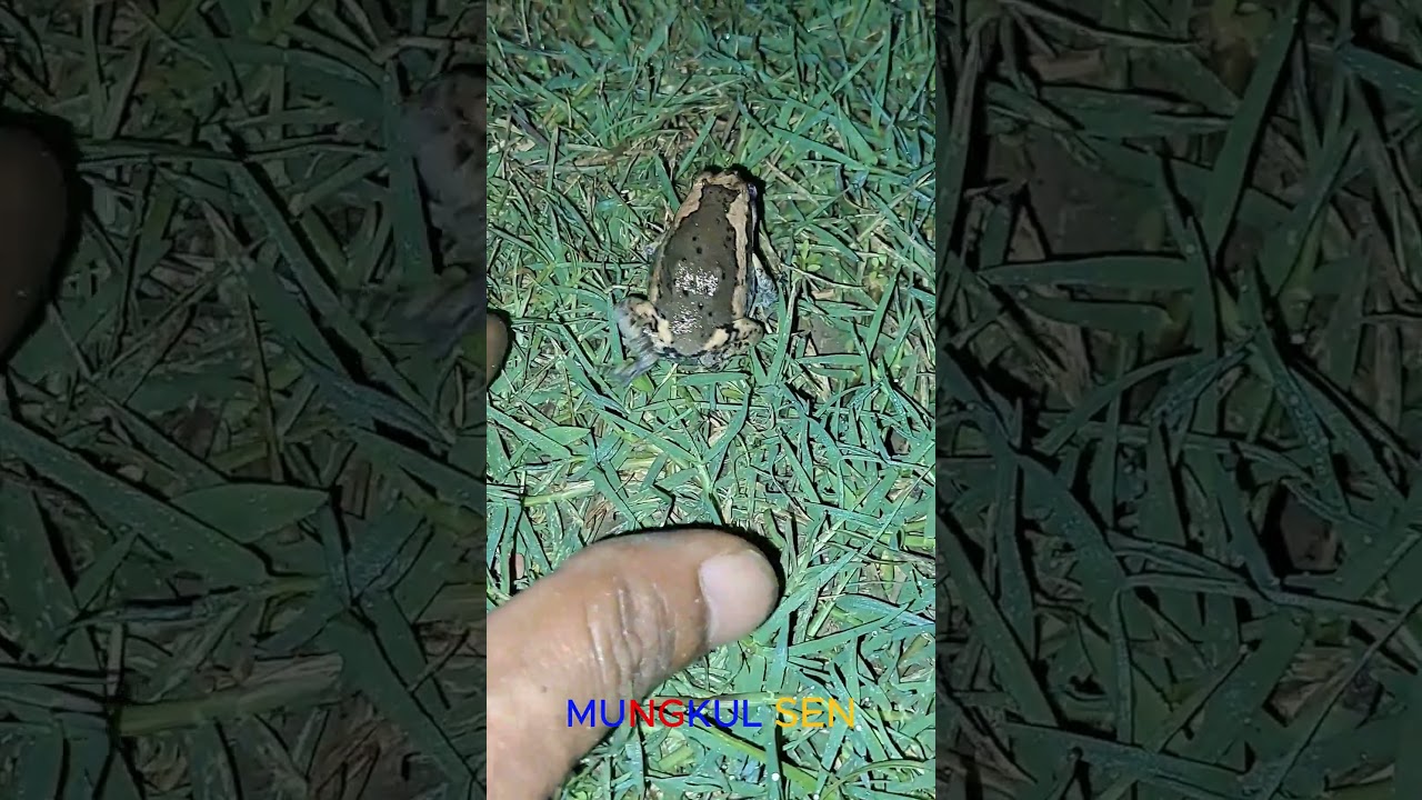 Catching Mud frog Green frogs so fun 