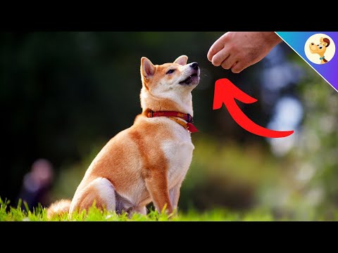 Video: Hvis hunde kunne tale 6 Myter, de havde Debunk