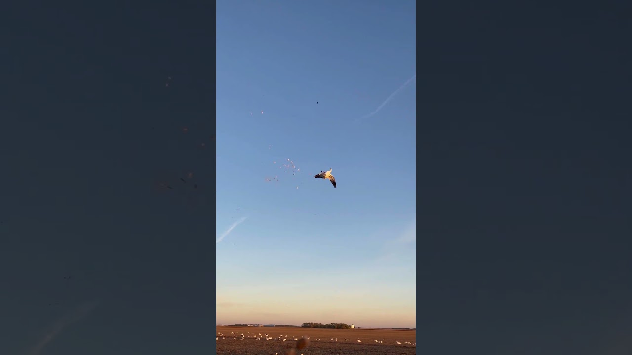 Гусь был уже совсем рядом!