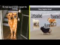 Hilarious Dog Snapchats - part 4