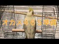 オカメ465　ちょっと早いけどケージを準備