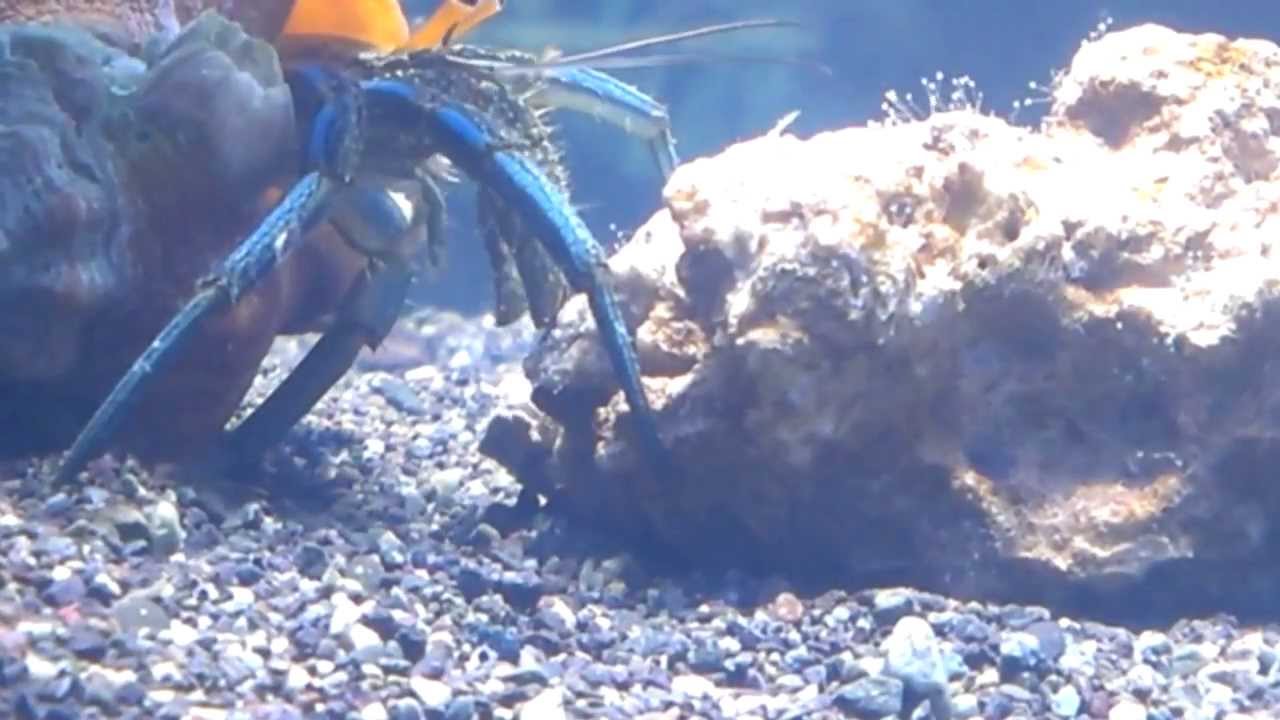 Hermit Crab Eat Hydroids YouTube