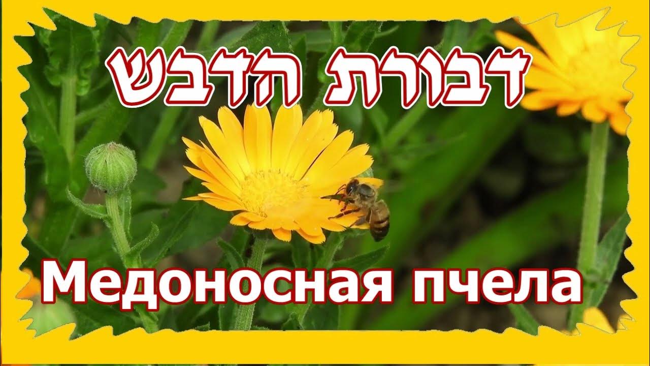 Медоносная пчела 🐝 Мед и Рош hа-Шана / ראש השנה 🍎 - YouTube