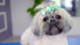 First grooming of a cute Shih tzu!✂❤ So lovely!!