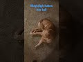 Mayleigh the broken retriever hates her tail.