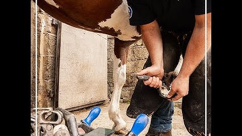 New Year Tips for Equinet | Farrier App