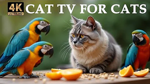 Watch the video about Tranquil Forest Bird Sounds - Soothing Birds Singing for Cat Relaxation & Peaceful Moments Cat TV