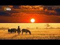 Savannah life wild africa national geographic documentary 2017