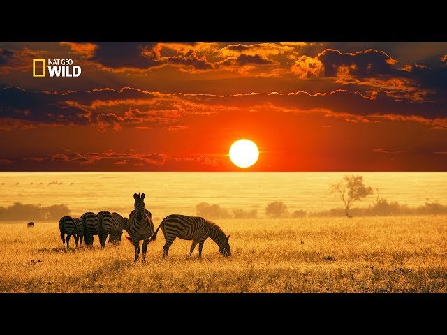 Savannah Life Wild Africa [National Geographic Documentary HD 2017] class=