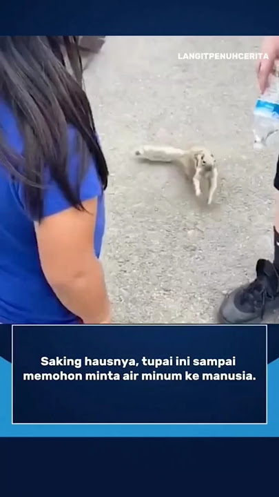 momen tupai nekat minta minum ke manusia karna haus