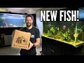 Unboxing beautiful new fish for the discus aquarium