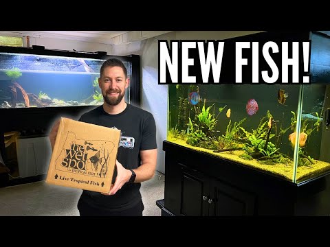Unboxing Beautiful New Fish for the Discus Aquarium!