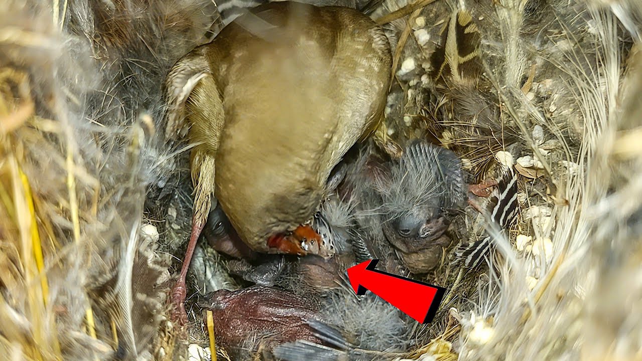 Zebra Finch bird Feeding Her Hungry Babies