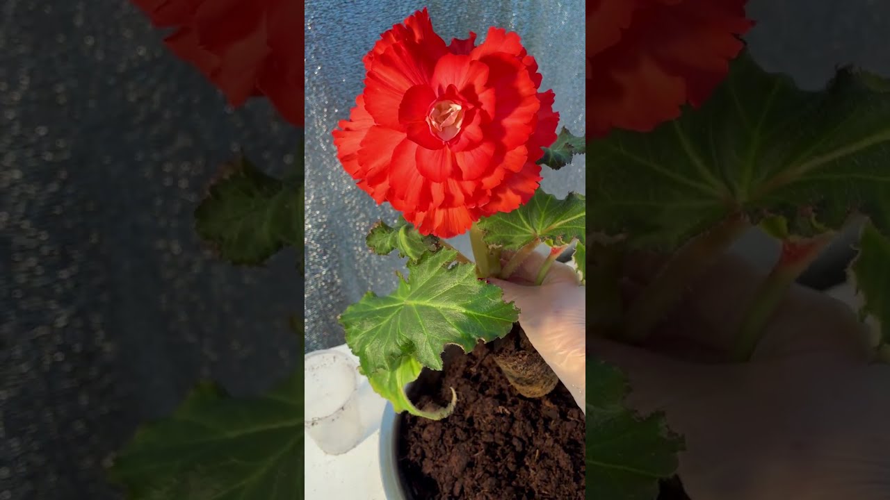 Пересадка цветущей бегонии 