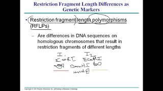 Restriction fragment length polymorphism wmv